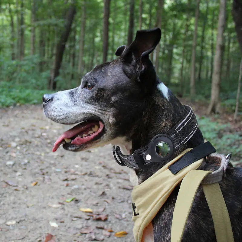 Anti-Lost Pet Tracker Dog Collar